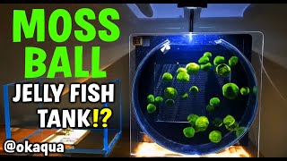 Can We Make An EPIC Moss Ball Jelly Fish Tank [upl. by Merlina]