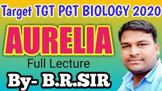 Aurelia full lecture  Uptgt pgt biology class  structure of aurelia  Life cycle of aurelia [upl. by Nana]