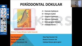 DUS Periodontoloji  Periodontal Dokular  nettekurscom [upl. by Connie]