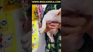 😱Who’s dog do like this doglover dog french germanshepherd youtubeshorts deworming shorts [upl. by Josefa779]