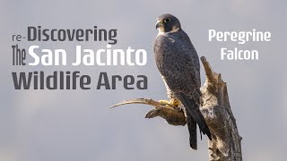 Rediscovering the San Jacinto Wildlife Area [upl. by Ergener]