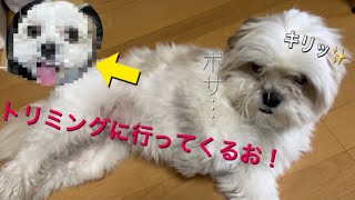 【マルシーズー】トリミング🐶ルーティーン [upl. by Nagiam]