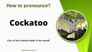 How to pronounce Cockatoo in English Correctly [upl. by Adams]