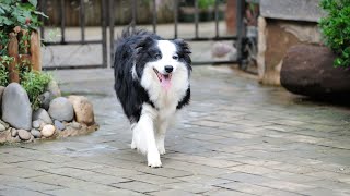 Do Border Collies like to play with frisbees [upl. by Nelli357]