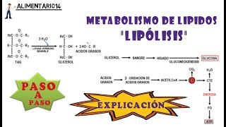 Lipólisis  Metabolismo de Lípidos  Explicación  Vídeos Educativos [upl. by Brahear115]