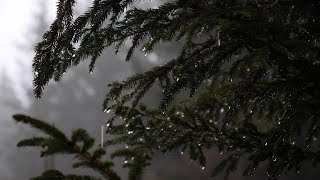 Relaxing Forest Rain Sounds for Sleeping Relax Study  6 Hours Sounds of Rain [upl. by Aniuqaoj439]