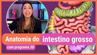 ANATOMIA DO INTESTINO GROSSO Com programa 3D [upl. by Anuait]