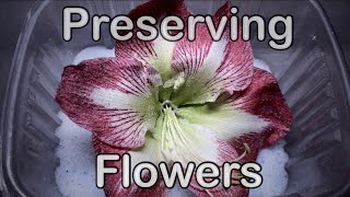 Drying and preserving flowers with silica gel crystals  flower time lapse [upl. by Hyman674]