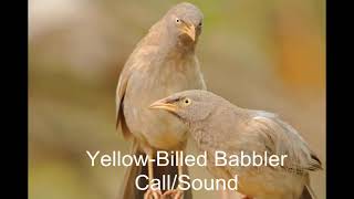 Yello Billed Babbler Call  Sound  Babblers  Babbler Birds  Sri Lankan Birds  Asian Birds [upl. by Schreibe]