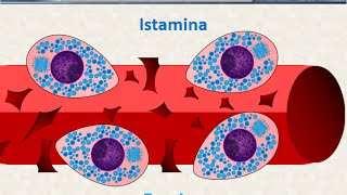 Istologia 23  Mastociti e plasmacellule [upl. by Mellette]