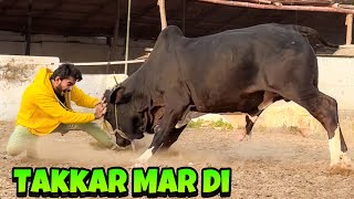 ALHAMDULILLAH APNA QURBANI KA JANWAR LELIA  MISHKAT KHAN  BAKRA EID [upl. by Narak]