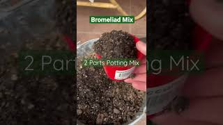 Bromeliad Soil Mix shorts plants bromeliads [upl. by Kendell650]