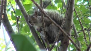 Crazy Squirrel SCREAMING Sound On [upl. by Ellemaj]