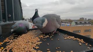 Wood Pigeon With Feral Pigeon Eating Seeds Together [upl. by Aicilram]