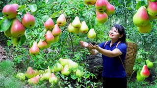 How to Harvest Pear goes To Market Sell  Harvesting and Cooking Tieu Vy Daily Life [upl. by Ikceb321]