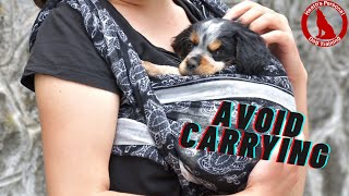 Socialisation Avoid Carrying Puppies [upl. by Ihc403]