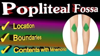 popliteal fossa anatomy  mnemonic [upl. by Kcirredal]