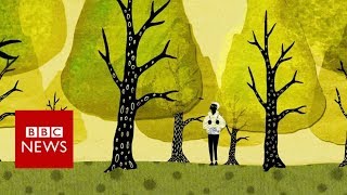 How trees secretly talk to each other  BBC News [upl. by Athene]