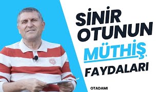 SİNİR OTU DAMAR OTU FAYDALARI NASIL DEMLENİR NEYE İYİ GELİR NE İŞE YARAR [upl. by Oiralednac491]