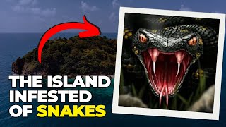 GIANT snakes Discover the terrifying Snake Island One of the MOST DANGEROUS places [upl. by Annaehr]