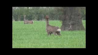 Roe buck stalked and shot with a 243 [upl. by Ibrahim]