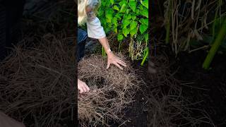 You CAN use pine needles for mulch gardening mulching [upl. by Nossaj]