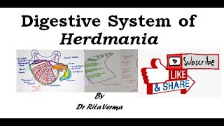 Digestive system of Herdmania Digestive Glands BScsecond year [upl. by Ozen]