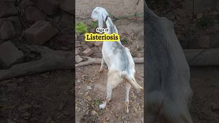 Signs of listeriosis  Encephalitis in goat  Unilateral blindness and paralysis fieldvet vet [upl. by Carina457]