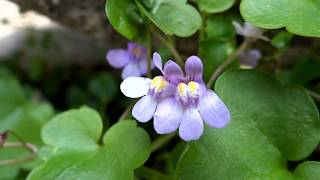 Kenilworth ivy Cymbalaria muralis  Ivyleaved toadflax  20150609 [upl. by Riabuz]