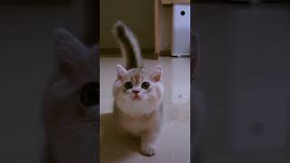 Cute Kitten walking 🐈🐈 RajaniST8633catkittenviralshortsyoutubevideo [upl. by Applegate576]