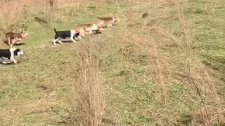 Weir Creek Beagles  Woods Weir Creek Puppies Rabbit Hunting 2019 [upl. by Arednaxela836]