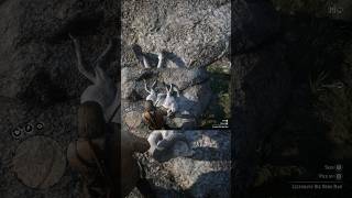 RDR2 legendary big horn ram location rdr2 rdr legendaryanimals animals hunting fyp shorts [upl. by Einial]