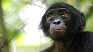 Bonobo Conservation Initiative  Our Mission [upl. by Roice]