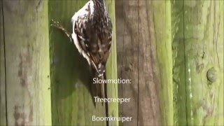 Treecreeper calling  Boomkruipertje roept Certhia Brachydactyla [upl. by Amla]