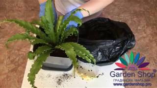 How to repotting Asplenium nidus  birds nest fern [upl. by Tail768]