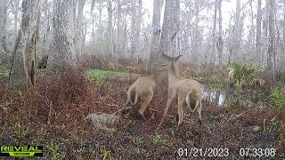 Maurepas WMA trail cam videos Jan 2023 [upl. by Abla613]