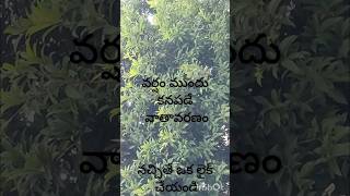 varshamsongsshortsfeed ytshorts viralshorts subscribe [upl. by Aremaj]