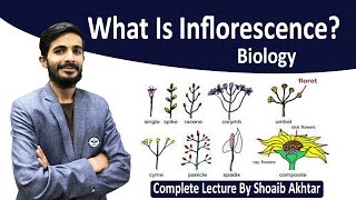 What Is inflorescence  Types Of inflorescence By Shoaib Akhtar [upl. by Bunting]