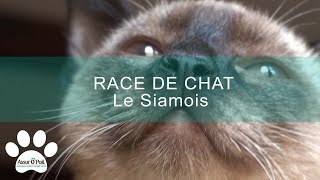 RACE DE CHAT Le Siamois  Assur OPoil [upl. by Wanda]