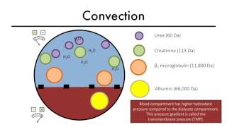 Hemodialysis Kinetics 101 04 Convection [upl. by Naut]