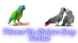 Pionus Vs African Grey Parrot as Pets  Parrot Breeds  Pets Lover  PetsGrove [upl. by Bethel]