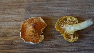 Chanterelle vs False Chanterelle [upl. by Willyt997]