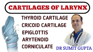 LARYNX CARTILAGES  ANATOMY  TYPES [upl. by Amyas]