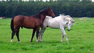 Horses in the field Stabilized [upl. by Ellehcirt]