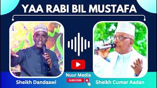 NEW OMAR ADEN 2024 DANDAWI┇YAA RABI BIL MUSTAFA┇QASAAID MAWLIDA NABI AMAAN DANDAWI 2025 CUMAR AADEN [upl. by Clark]