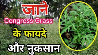 Congress grass या गाजर घास के फायदे।। organic farming [upl. by Hgielek]