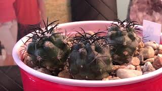 Copiapoa griseoviolacea seedlings [upl. by Gotcher]