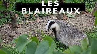 Tout savoir sur les blaireaux [upl. by Kevina]