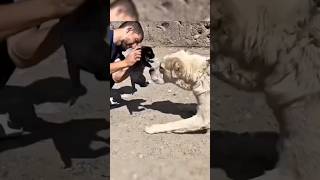 Owner Introduces Puppy to his Dog [upl. by Kronick]