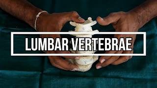 Lumbar Vertebrae [upl. by Melamie]